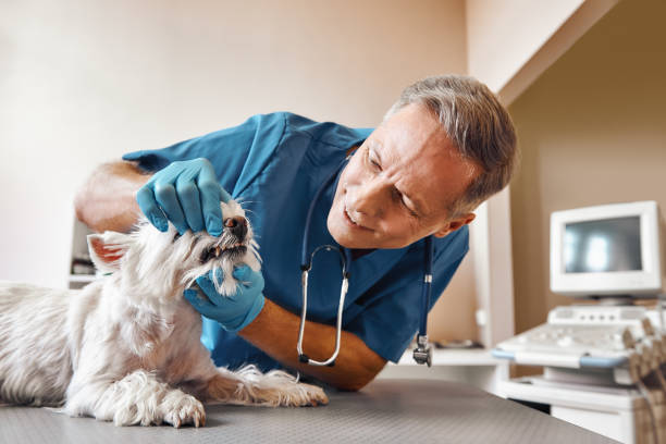 Best Pediatric Emergency Dentist in Sandy Valley, NV